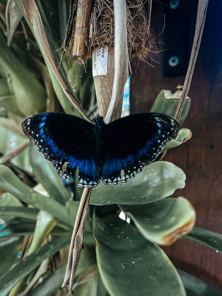 blue butterfly